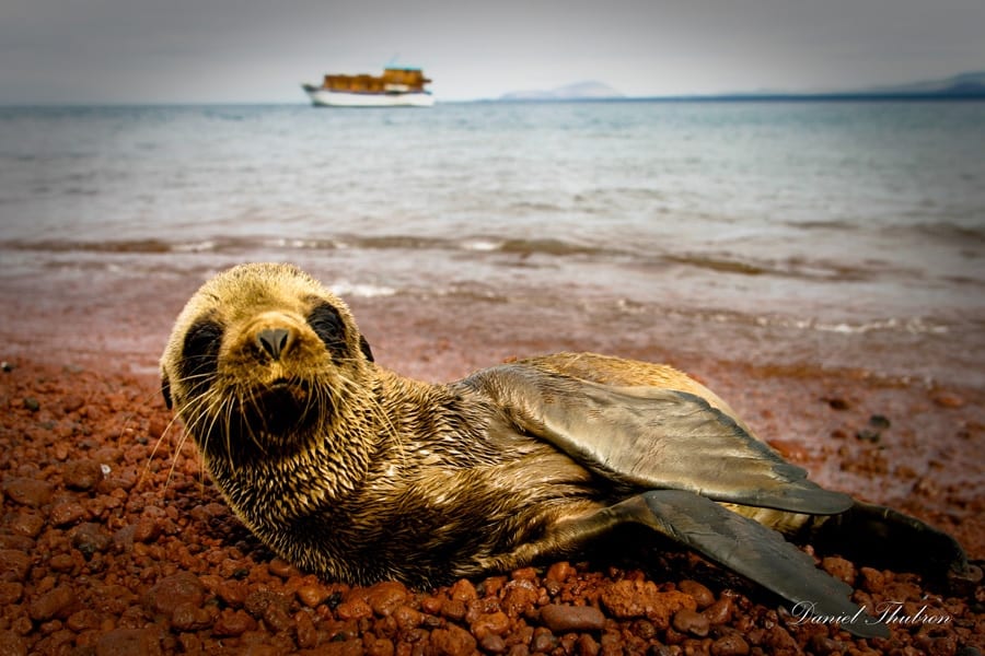 Baby Sea Lion in the Galapagos Islands photographed by 123 Photography