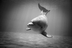 Dolphin, black and white, travel photographer, travel photography