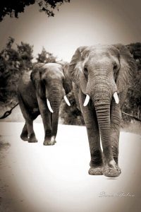 Elephants, Kruger National Park, South Africa, travel, travel photographer, travel photography