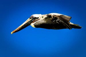 Pelican, Galapagos Islands, Galapagos, travel, travel photographer, travel photography