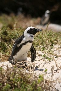 Penguin, Boulders Beach, Cape Town, South Africa, travel, travel photographer, travel photography