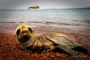 Baby Sea Lion, Galapagos Islands, Galapagos, travel, travel photographer, travel photography